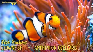 Fish Feature Clownfish  Amphiprion ocellaris [upl. by Corny]