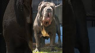 Neapolitan mastiff😈😈😈 whatsapp status🔥🔥 neapolitanmastiff neapolitanmastiffstatus trendingshorts [upl. by Kcirre]