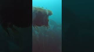 HUGE Lions mane jellyfish farneislands seacreatures northsea sealife [upl. by Idok839]