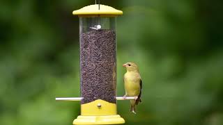 Wild Bird Centers Goldfinch Tube Feeder [upl. by Aneelad677]