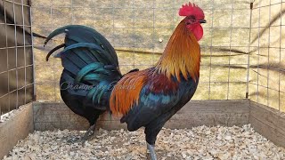 Black Bonanza Brood Cock Gallos Gamefowl [upl. by Linnet284]