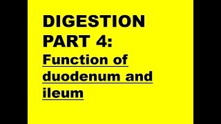 DIGESTION PART 4 Function of duodenum  ileum [upl. by Jd]