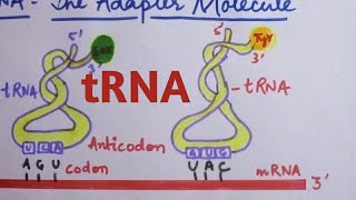 tRNA  The Adapter Molecule class 12 [upl. by Ohce115]