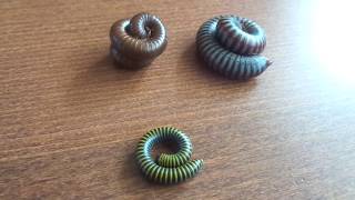 My 3 species of millipedes [upl. by Thill]