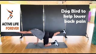 Dog Bird to help lower back pain [upl. by Yvaht]