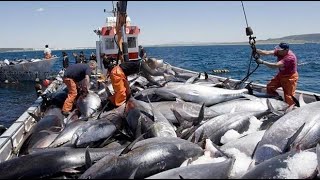 Increíble barco de pesca de atún en las profundidades del mar la vida del pescador en el océano [upl. by Sadoc35]