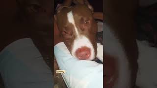 Zimmy ko nind aa rhi h💕 song music love doglover pitbull [upl. by Wende126]