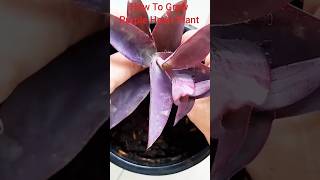 How To Grow Purple Heart Plant  viralshorts short viralvideo gardening plants [upl. by Matias440]