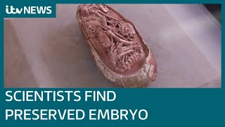 Scientists discover preserved embryo inside 66 millionyearold fossilised dinosaur egg  ITV News [upl. by Howlyn]