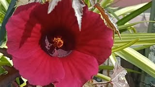 hollyhock plant growth plant care tips lovely garden Greenshine210 [upl. by Egduj]