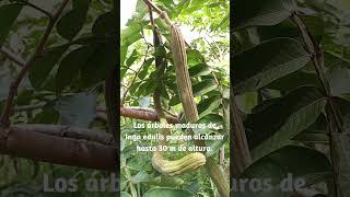 Planta de dulces frutos nativa de las selvas tropicales de América Inga edulis [upl. by Essirahs]