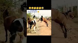 Horse Fight 💪 horselover horsefight shorts gujarati [upl. by Woo363]