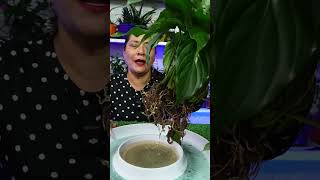 Aprende este truco para tener plantas en agua perfectas siempre plantas jardin [upl. by Denice]