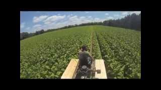 Applying Calcium Nitrate To The Crop [upl. by Etnelav]