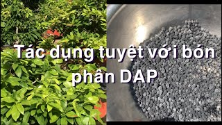 Tác dụng tuyệt vời bón phân DAP mà ít ai biết [upl. by Minna]