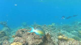 Ember parrotfish Scarus rubroviolaceus feeding on coral [upl. by Aoht]