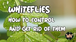 WHITEFLIES  How to control them and how to get rid of them [upl. by Cand]