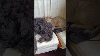 Dog and cat friendshipshortsfeed friendssleeping lazyanimal kawaii [upl. by Trebleht]