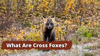 What is a Cross Fox Cross Foxes Explained [upl. by Micah644]