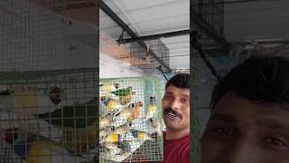 birds market లో golden finches తీసుకున్న [upl. by Sonstrom140]