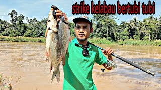 Umpan terbaik ikan sungai  ikan kelabau naik bertubi²  Memancing ikan kelabau  umpan sawit [upl. by Zigmund]