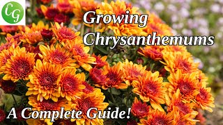 Chrysanthemum Gardening Guide Care Propagation and Expert Growing Tips [upl. by Lesser813]