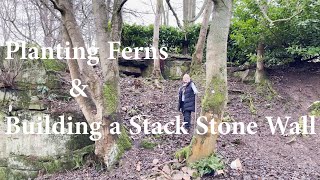 Planting Evergreen Ferns amp building a Dry Stone Wall [upl. by Annawahs]