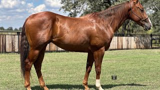 Lenas Smart Bug  2021 AQHA Gelding [upl. by Misa]