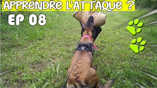 APPRENDRE à son chien le MORDANTCESSATION2020 [upl. by Esened795]