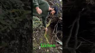 Lichen biology ytshorts shortvideo biofactslichen [upl. by Teerpnam]