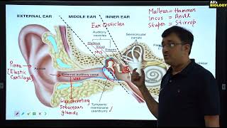 Human Ear amp Mechanism of Hearing amp Balancing [upl. by Gaskill]