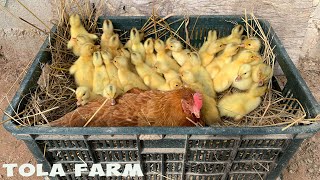 WowChickening Hatching From Eggs In The Nest With Chickens Mom  45 Chickens tolafarm [upl. by Annirok]