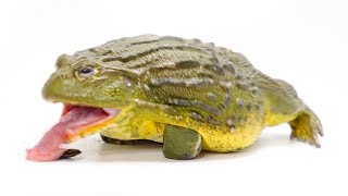 Feeding My GIANT AFRICAN BULLFROG Eats Everything In Sight [upl. by Coleen863]