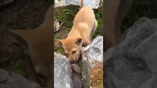 Dog vs Animal Unique video Viral short video [upl. by Lledraw758]