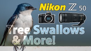 Tree Swallows amp More • Nikon Z50 amp 200500mm Telephoto Lens [upl. by Akla]