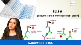 Sandwich ELISA  Basics Explained [upl. by Thorfinn]