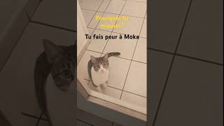 Le miaulement du chat cats miauler chat catlover cute cjats kitten funny meow miaulement [upl. by Ahsikym]