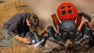 I Found the Rare Ladybird Spider  Macro Walks ep7 [upl. by Romalda]