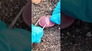 plant propagation lithops care lithops potting lithops viral shorts shortvideo [upl. by Celeste]