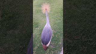 灰冠鶴🦩烏干達國鳥的圖案！Gray Crowned Crane＃crane [upl. by Jehovah]