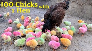 100 Colorful Chicks With One Aseel Hen  Hen Hatched 100 Eggs to Colored chicks [upl. by Tonneson]