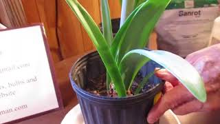 How to treat Red Blotch Stagonospona in Amaryllis Hippeastrum [upl. by Assenev]