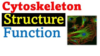 Cytoskeleton structure and function [upl. by Ahsinaj187]