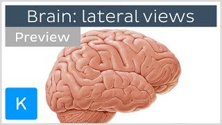 Brain structures seen from the lateral view preview  Human Neuroanatomy  Kenhub [upl. by Auqeenahs964]