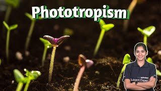 Plant Behavior Understanding Phototropism and Gravitropism  Plant Biology  Plant phototropism [upl. by Nine]