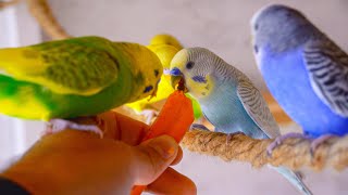 ASMR BIRD  Budgie Sounds  Chirping in the morning [upl. by Avner]