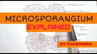 Microsporangium Structure and microsporogenesis  By Phanindra gupta [upl. by Valli864]