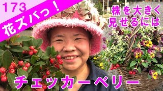 チェッカーベリー実をたくさん見せる寄せ植えプランツギャザリングGaultheria procumbens 【花ズバっ】173旬の花とその使いかた紹介花創人ガーデニング教室 [upl. by Engeddi]