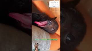 Heartwarming Bat Rescue by the Roadside  Watch the Incredible Release 🦇shorts rescue [upl. by Artimas]