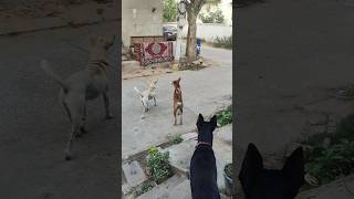 Bandar aate hi tinoo ke najreee😂😂😂🐶ytshorts youtubeshorts ytstudio ytshortsvideo share viral [upl. by Ydiarf722]